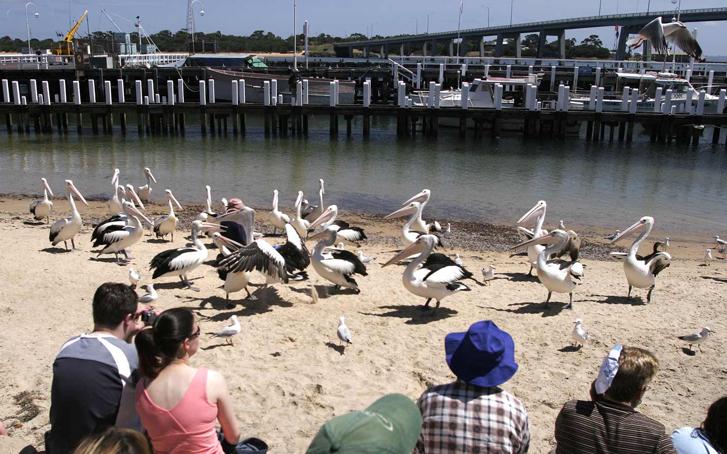 Feeding the pelicans at San Remo is a feature of a stay at The Black Dolphin Apartment